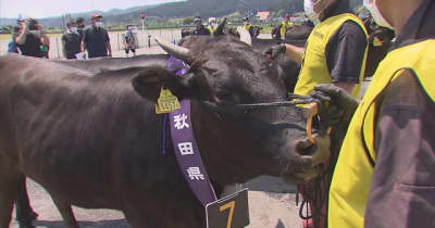 “和牛のオリンピック”秋田代表の牛決定
