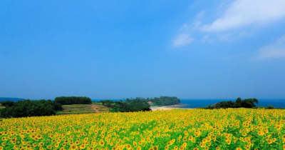 約160万本のヒマワリが咲く国東半島「長崎鼻」　大分県豊後高田市が夏のリゾートをPR