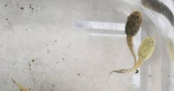 【動画】白いオタマジャクシを大量に発見　群馬・太田市の小学生　専門家「珍しい」