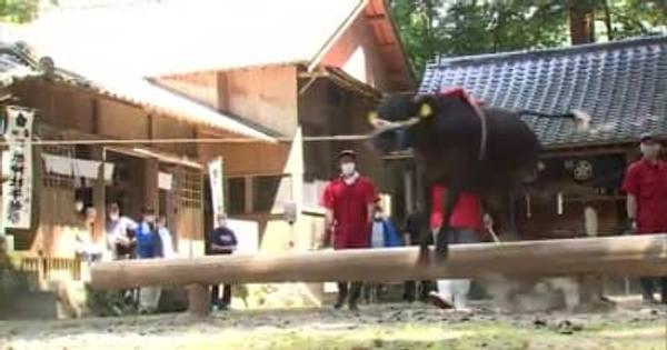 牛が豪快に丸太を飛び越える「牛越祭」　えびの市菅原神社で3年ぶりに開催