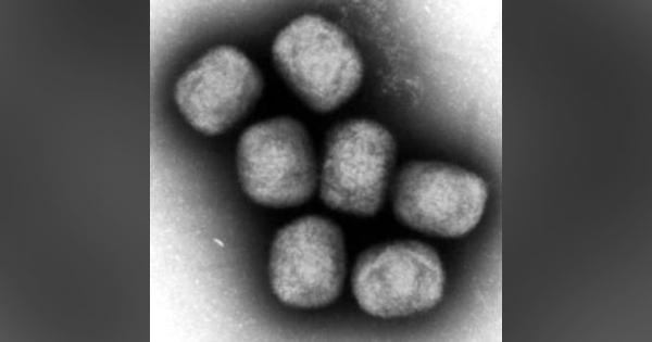 天然痘ワクチン、サル痘にも　後藤厚労相「対策寄与に期待」