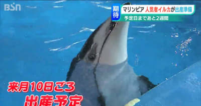 イルカ出産予定まで2週間　準備着々 新潟・マリンピア日本海