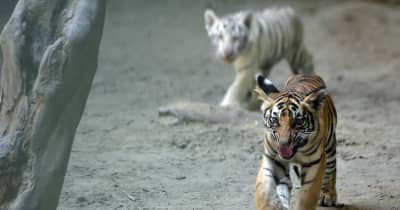 動物園のベンガルトラがすくすく成長　バングラデシュ