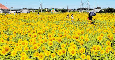ヒマワリ30万本が埋め尽くす夏満喫スポット　福井県坂井市の「ひまわりパーク」見ごろ