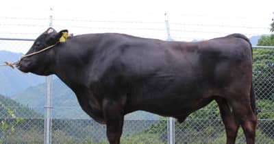 サシ度合い 県歴代1位　宮崎県の新規種雄牛「桃白鵬」