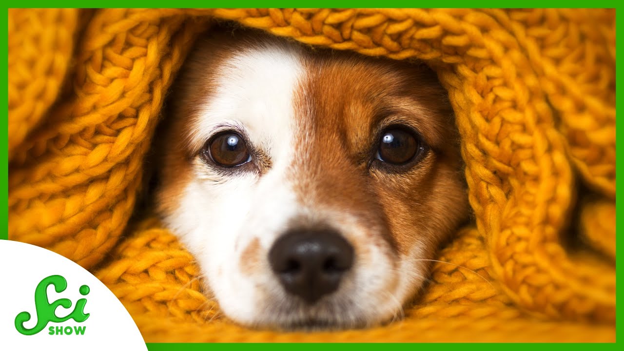 犬がにっこりと 笑っている ように見えるのはなぜ 偶然ではない 犬の 表情筋 の進化と特性