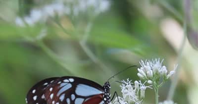 「旅する蝶」新林公園で羽化 自然観察指導員上村さんが観察　藤沢市