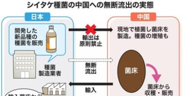 シイタケ種菌が中国流出　日本開発、輸出禁止　菌床は“逆輸入”か