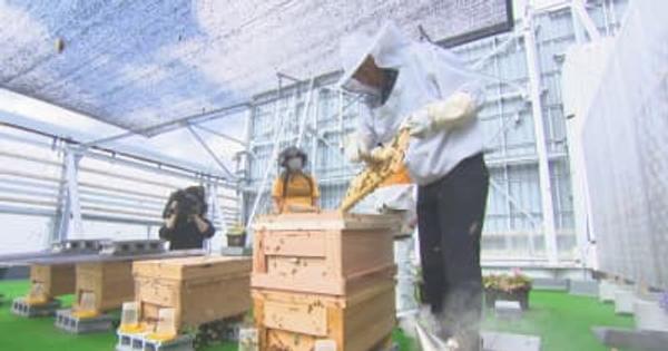 岡山市の中心部のビル屋上で採れたハチミツを使った「コラボ商品」が完成　8月3日「ハチミツの日」から販売