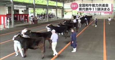 和牛日本一へ　鹿児島全共に向け　宮崎県代表牛の選考会が小林市ではじまる