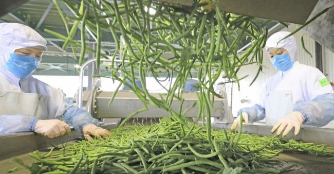 サヤインゲンの収穫最盛期　品質、収量ともに良好　芽室