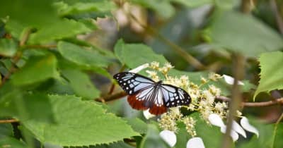 「旅する蝶」今年も裏磐梯に　アサギマダラ、福島県北塩原村に飛来