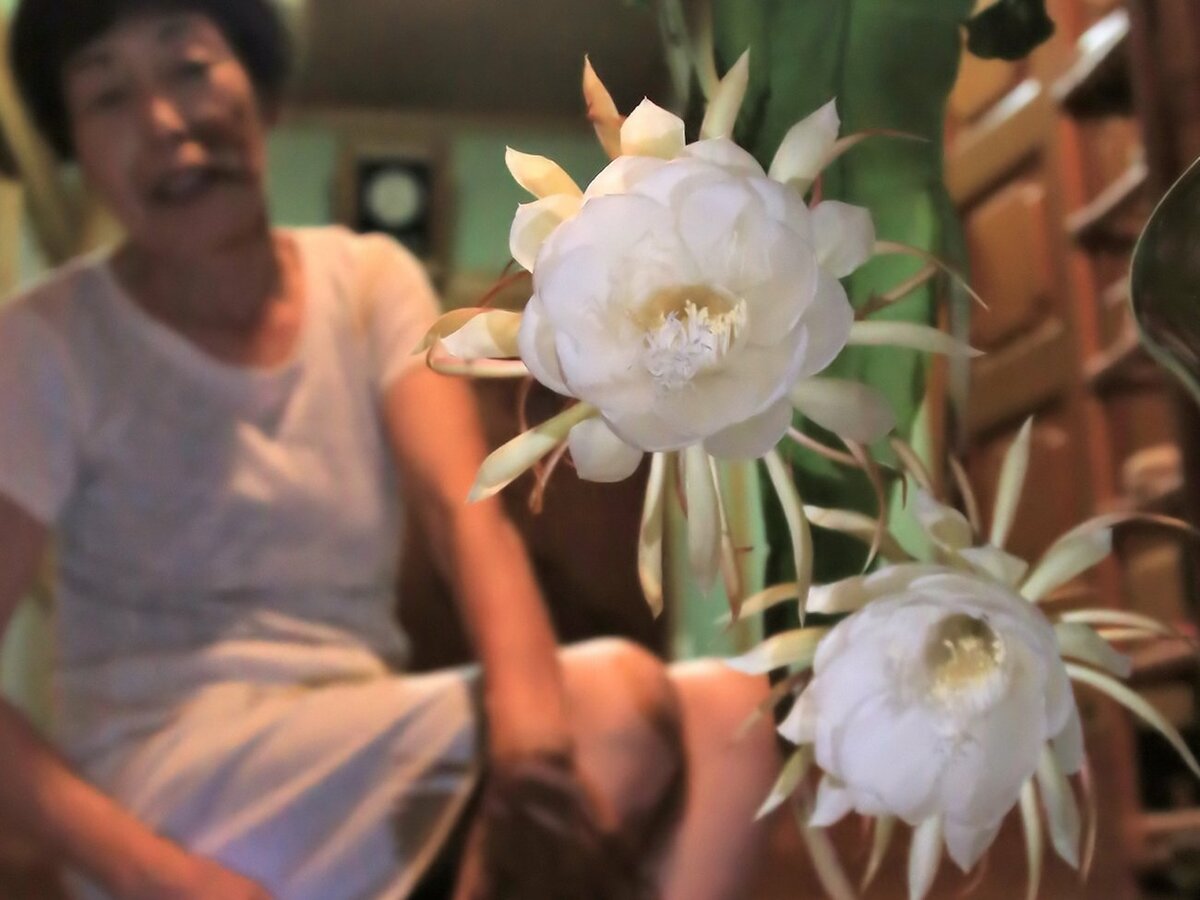 一夜限りの優美な花と甘い香り　京都・和束の愛好家宅で「月下美人」咲く