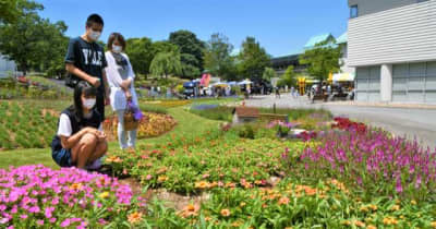 「フラワーパーク」夏に映え　秋田ふるさと村に大型花壇
