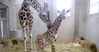 キリンの赤ちゃん誕生　2年ぶり　茨城・日立のかみね動物園