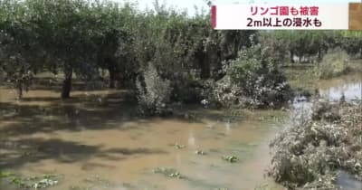 大雨で青森県内のリンゴ園も被害　2m以上の浸水も