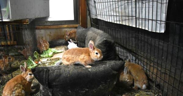 ウサギが住宅“占拠”　多頭飼育崩壊　繁殖力高く2匹が2年で200匹以上に