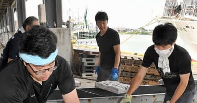 イカ漁、出足まずまず　酒田港で本県中型船団初水揚げ