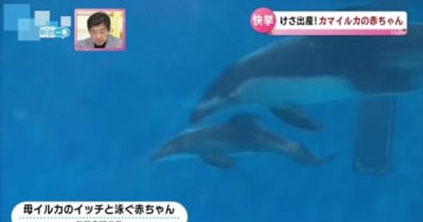 イルカの赤ちゃんが誕生　４年連続の出産に成功　マリンピア日本海　《新潟》