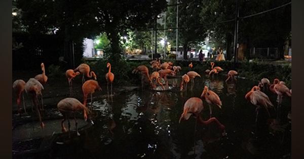 上野動物園、「夜間開園」を実施　8月11日から6日間