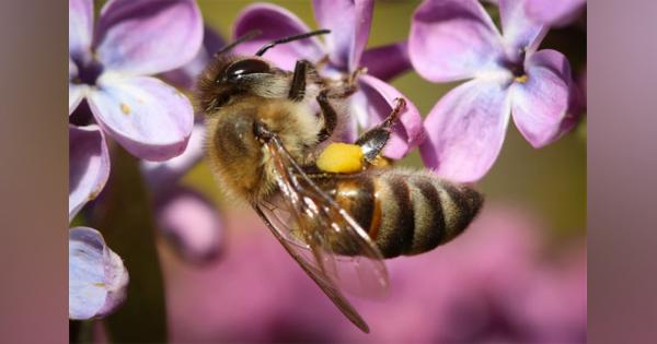 効き始めは注入後20分から？　ミツバチの毒は「がん細胞を殺す」