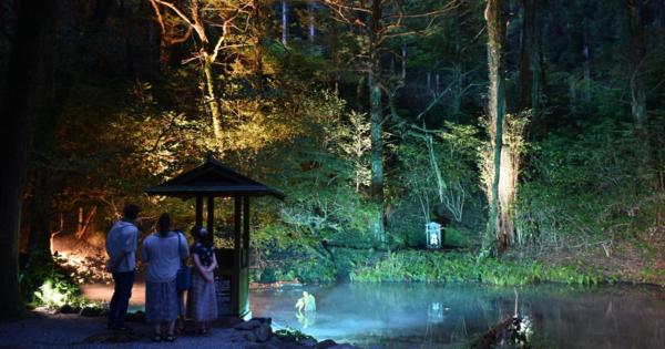 神秘的な湧き水と囲む巨木をライトアップ　熊本・産山の池山水源