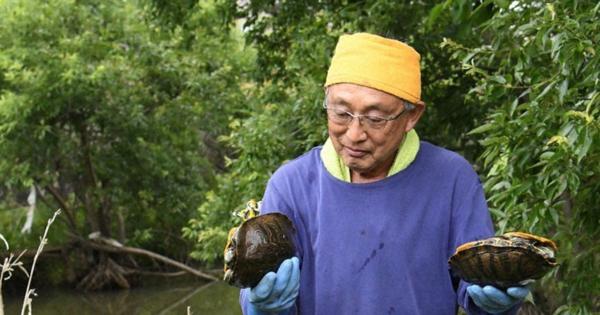松江のミドリガメ累計4700匹駆除　「ワニの会」活動3年目