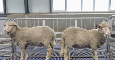 中国の研究者、短尾種細毛羊のゲノム編集で進展