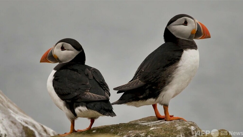 動画：北海の海鳥パフィン、懸念される個体数減少
