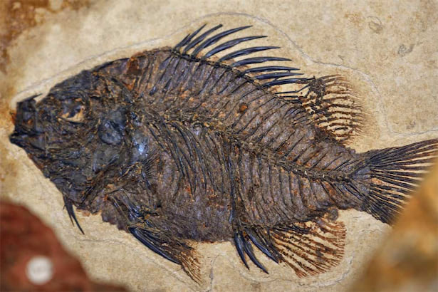 魚の化石はどのようにして出来るのか、英レスター大学の研究