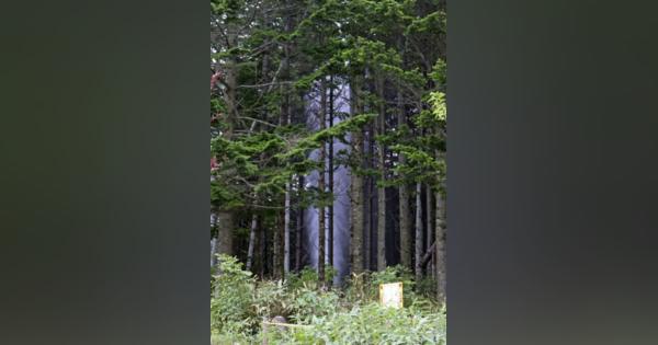 北海道長万部の松林に巨大水柱　高さ30m、見物客でにぎわう