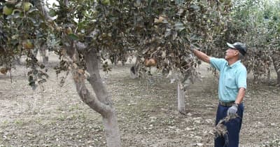 被害どれほどか 冠水被害のリンゴ農家、復旧作業は「来年のため」　青森県内大雨