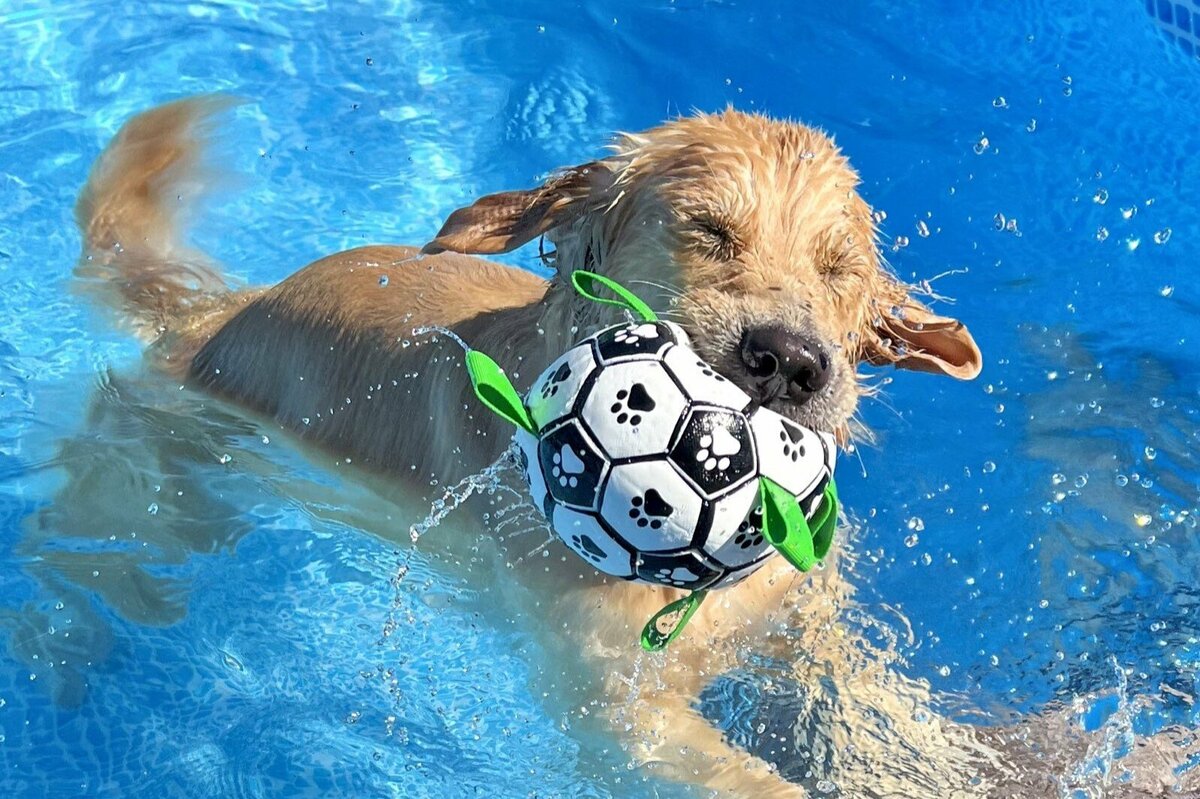 プールで飼い主を嬉しそうに沈めにいく犬がかわいいとTwitterで話題に！