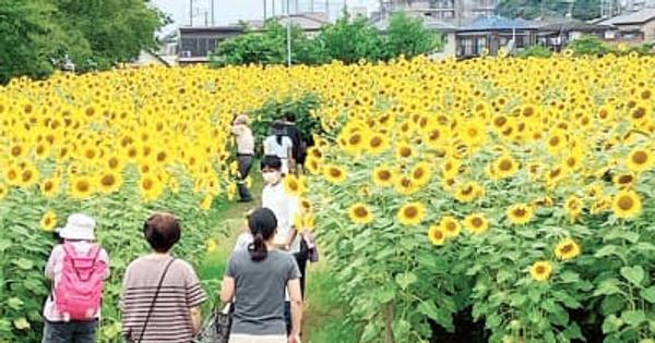 ヒマワリ見頃、多くの見物客が訪れる　埼玉・春日部の広場　かくれんぼ親子、ヒマワリ畑の小道に消える