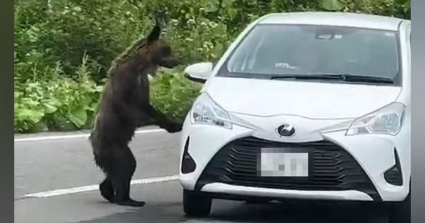 クマ、車のミラー揺する　羅臼の知床横断道：北海道新聞 どうしん電子版