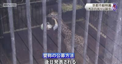 キリンの赤ちゃん誕生　京都市動物園