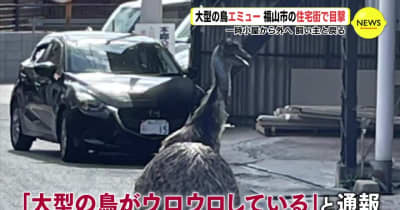 「大型の鳥ウロウロ」と通報　エミュー目撃　広島･福山市の住宅街