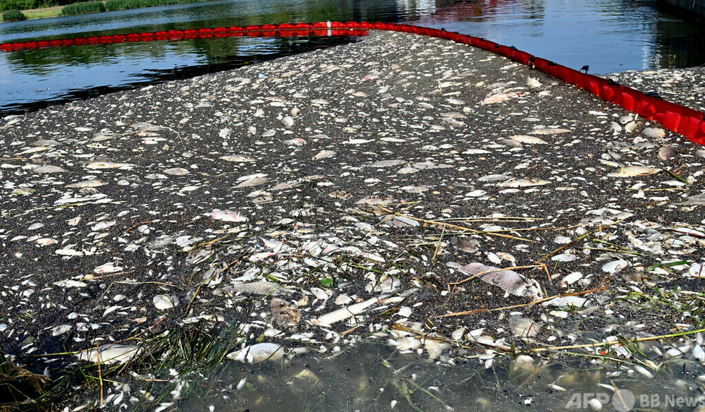 魚大量死の川、有毒な藻類検出 独とポーランド発表
