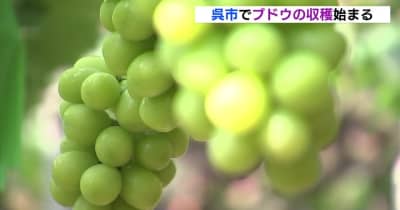 「甘味が違う」 朝採れ新鮮　広島･呉市でブドウの収穫 始まる