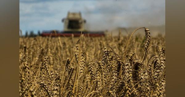ウクライナの主要農産物輸出、ロシアの侵攻でほぼ半減