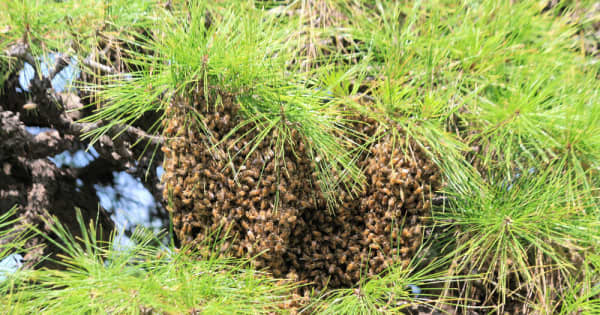 ミツバチ「引っ越し」、マツの木にびっしり　宮城・角田の郷土資料館