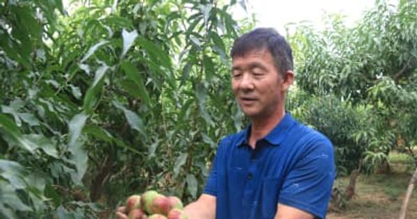 敦煌特産のモモが収穫期　中国甘粛省