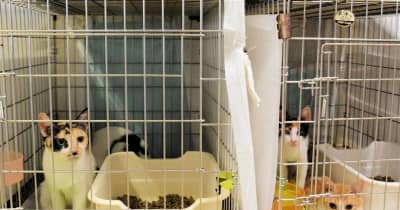 殺処分の可能性も保護猫の収容限界　熊本市動物愛護センター、27日に譲渡会