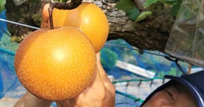 秋の味覚「梨」たわわ　南島原で収穫本格化