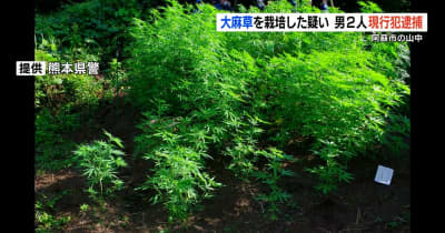 阿蘇市の山中で『大麻草１本』を栽培した疑いで男２人逮捕