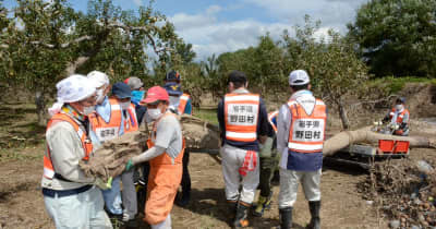 「震災の恩返しを」岩手・野田村職員、青森・弘前市の大雨被害リンゴ園でボランティア