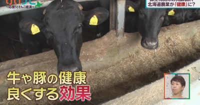 札幌発 牛も“腸活”!?微生物で肉もおいしく!?