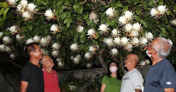 晩夏の夜、月下美人が満開　一夜限りの花と甘い香り楽しむ　沖縄・名護