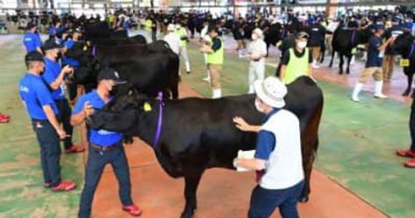 10月の鹿児島全共 県代表牛を目指し精鋭が集結　霧島で最終予選会始まる