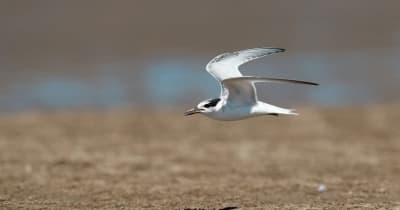 閩江河口湿地に冬の渡り鳥が飛来　中国福建省福州市